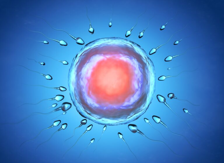Illustration of sperm and egg cell